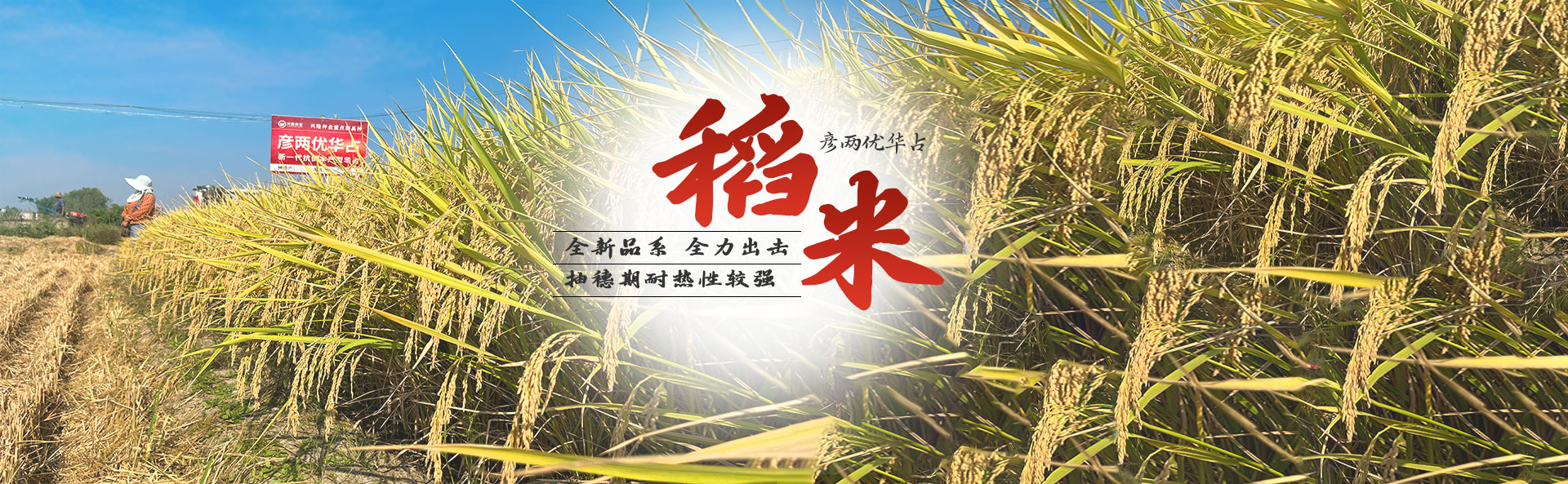 best365体育官网平台_长沙稻谷种植与销售|长沙农作物品种的选育